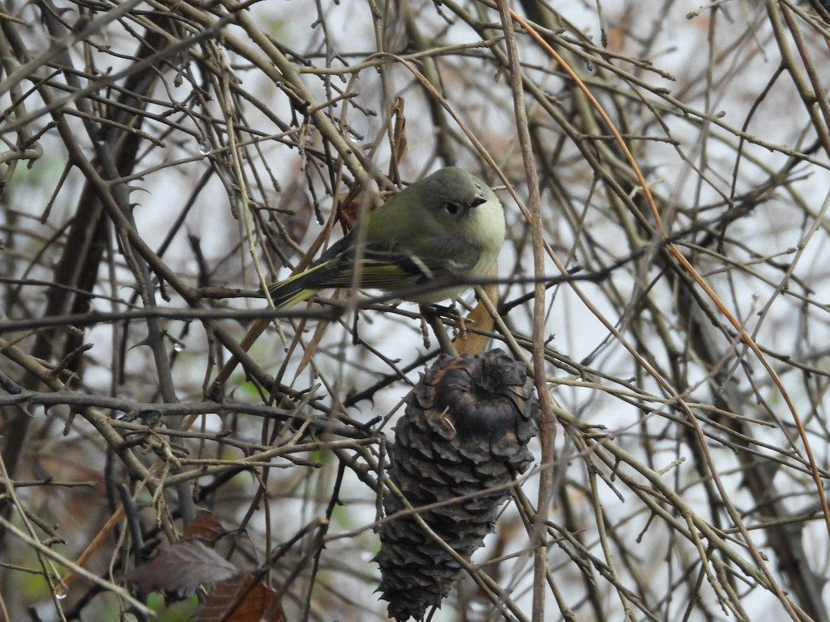 Ruby-crowned Kinglet - ML646454858