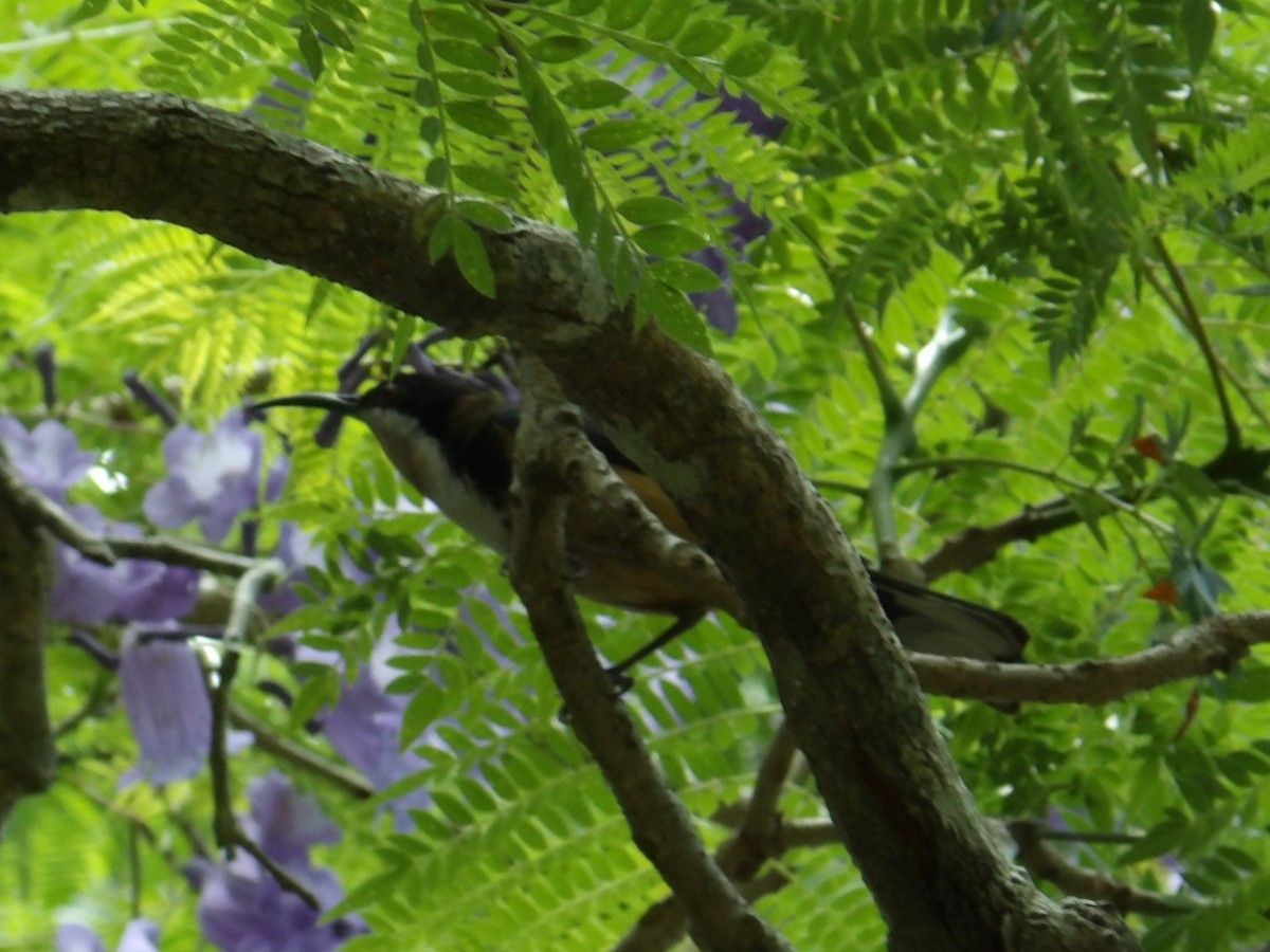 Eastern Spinebill - ML646454867