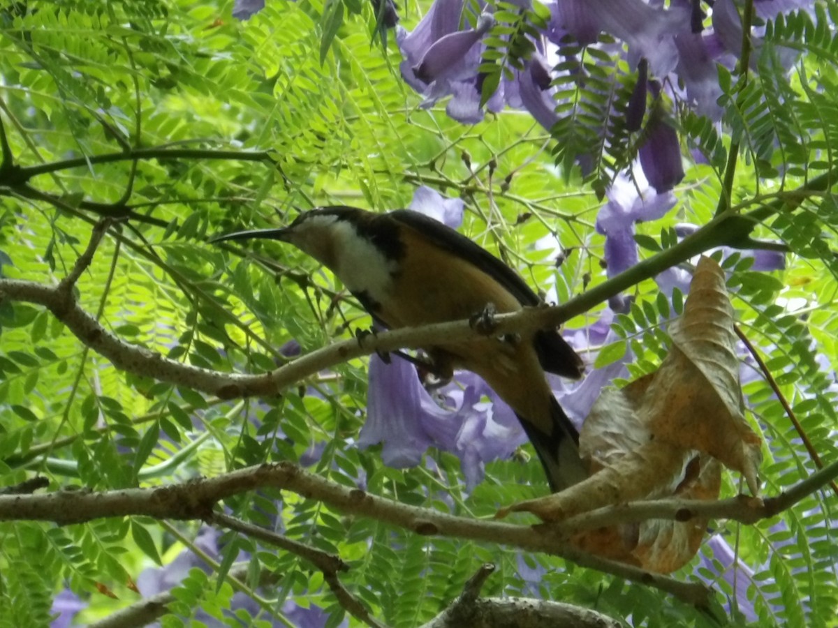 Eastern Spinebill - ML646454868