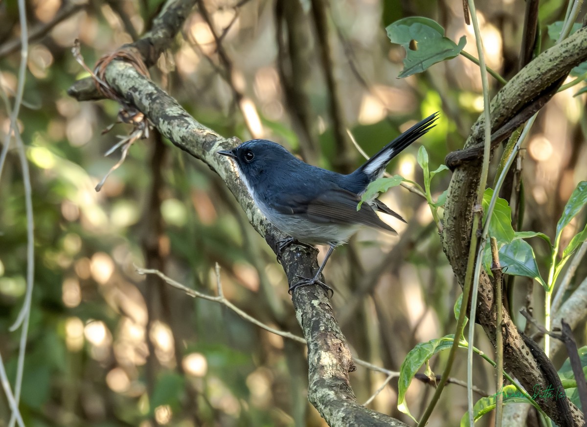 Slaty-blue Flycatcher - ML646454873