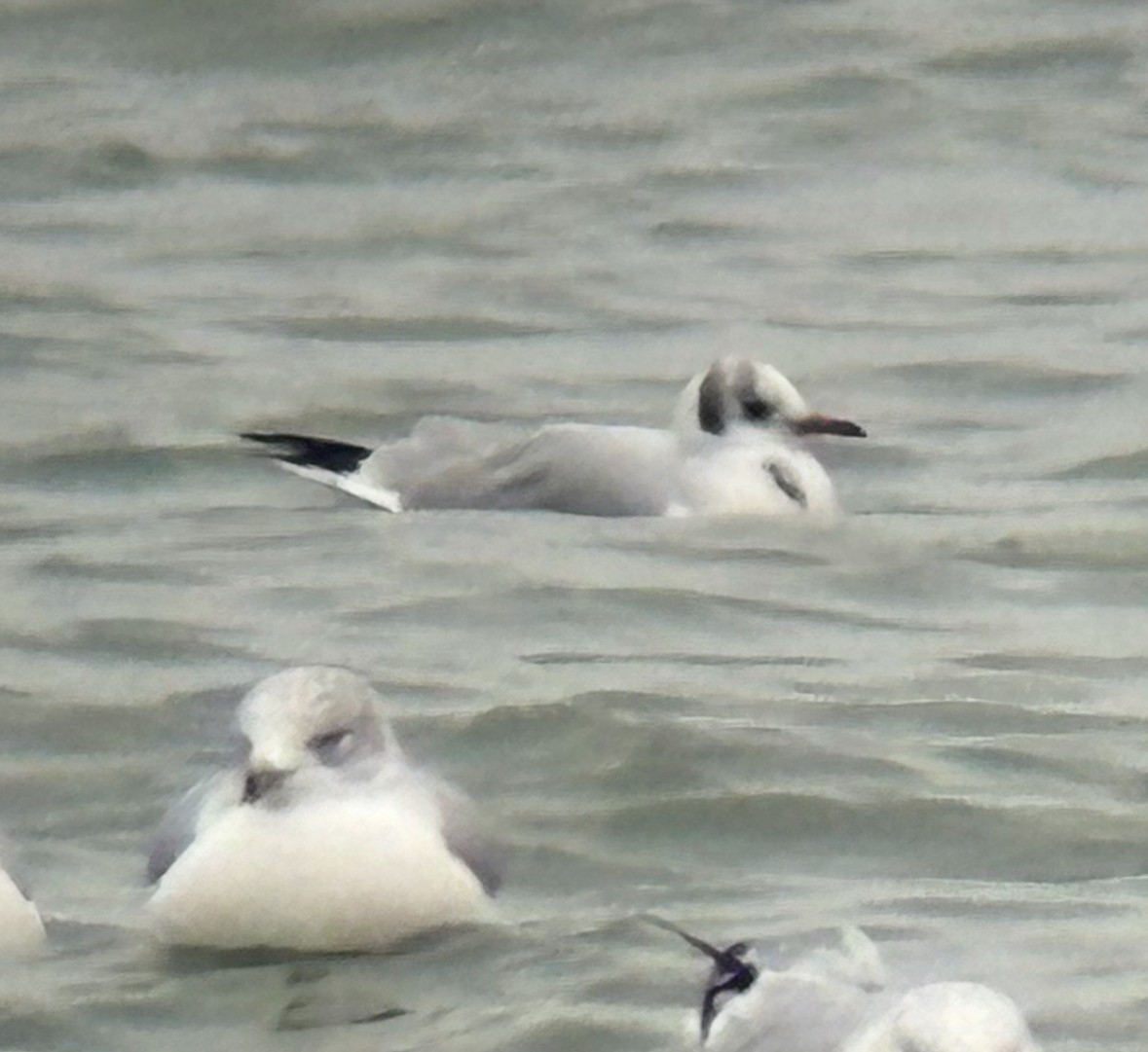 Black-headed Gull - ML646454880