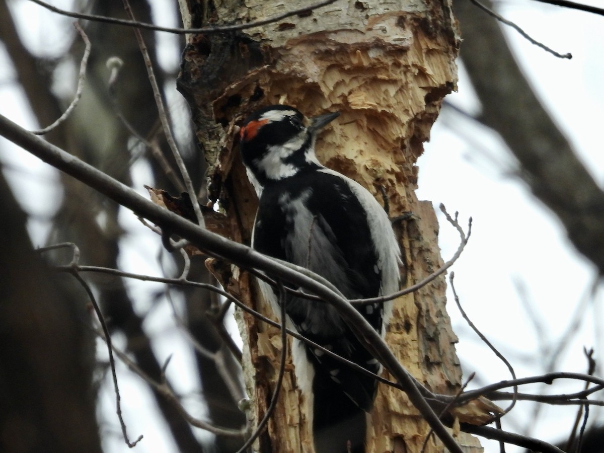 Hairy Woodpecker - ML646454881