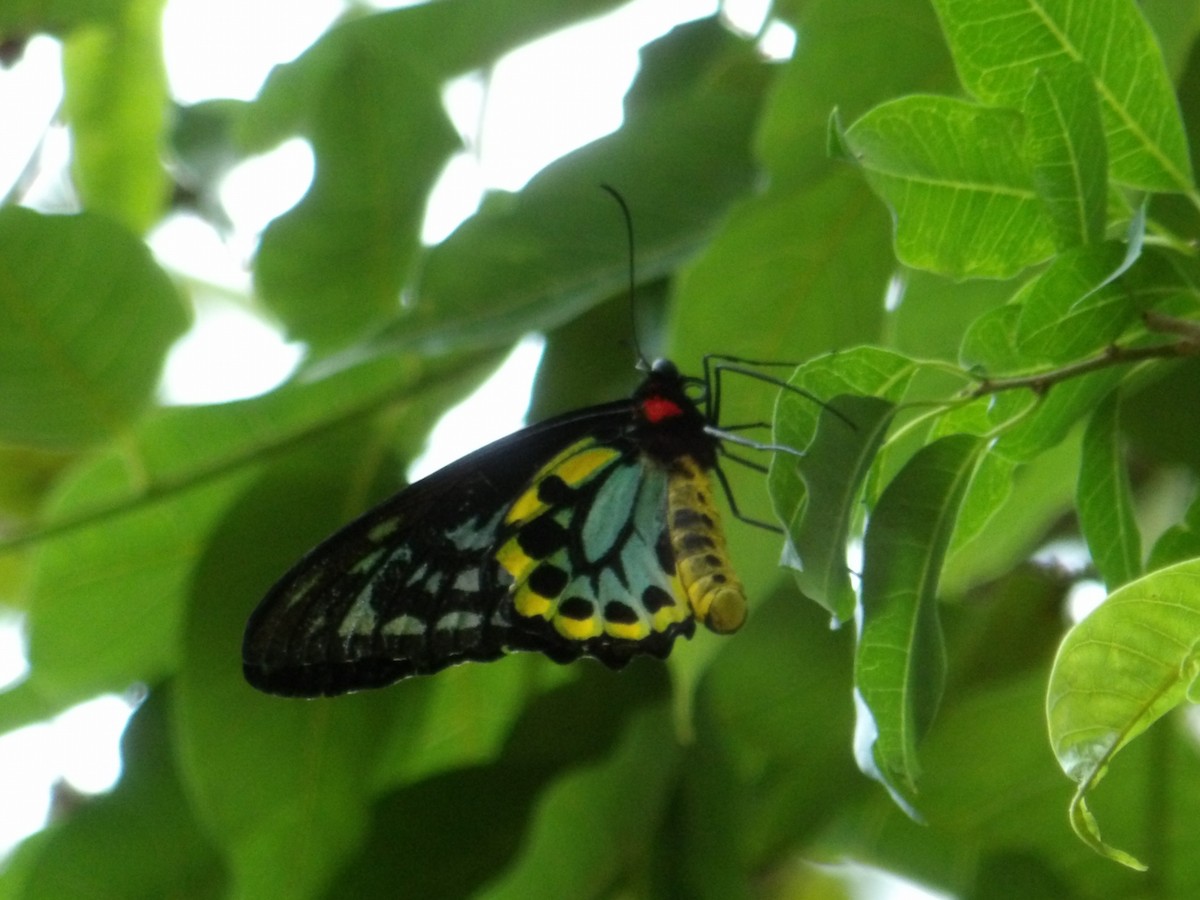 Cairns Birdwing - ML646454882