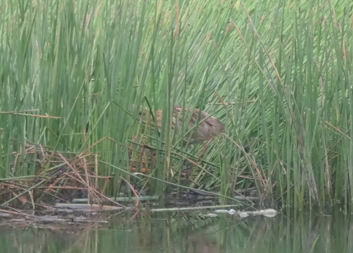American Bittern - ML646454887