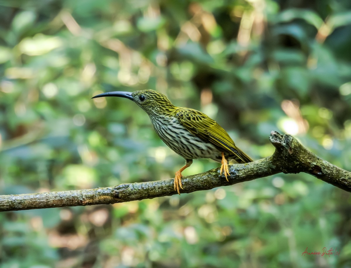 Streaked Spiderhunter - ML646454888