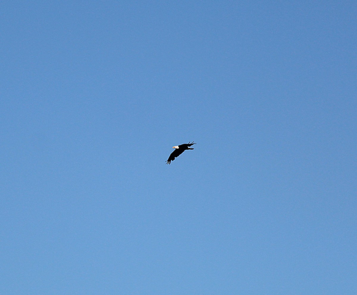 Pygargue à tête blanche - ML646454889