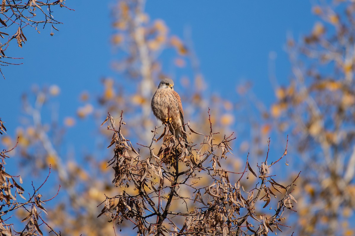 Eurasian Kestrel - ML646454894
