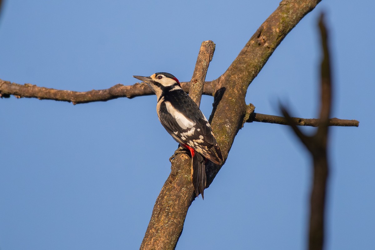 Great Spotted Woodpecker - ML646454896