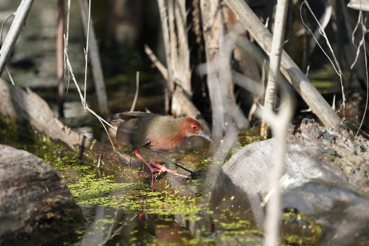 Ruddy-breasted Crake - ML646454902