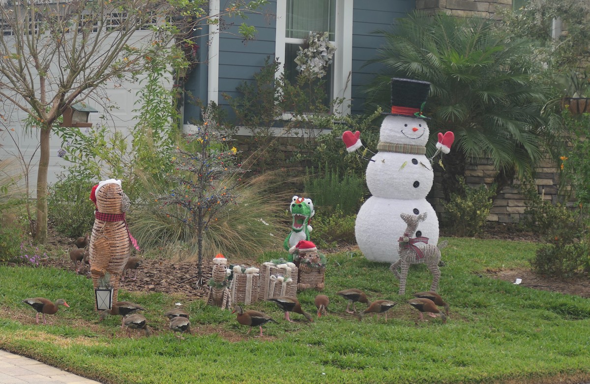 Black-bellied Whistling-Duck - ML646454903