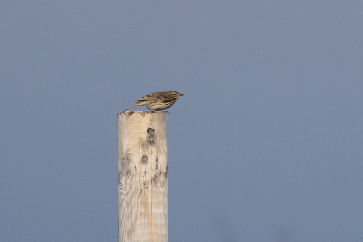 マキバタヒバリ - ML646454904