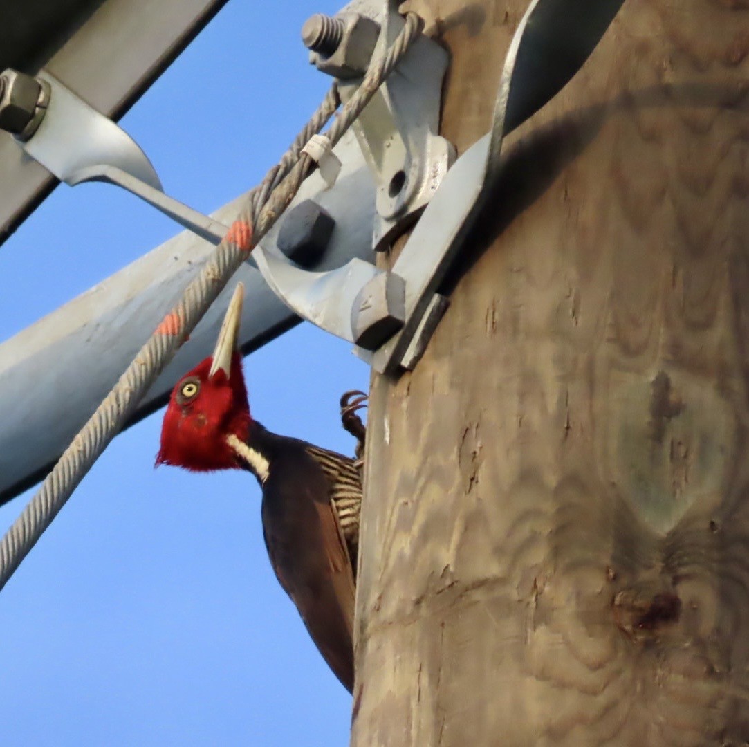 Pale-billed Woodpecker - ML646454905