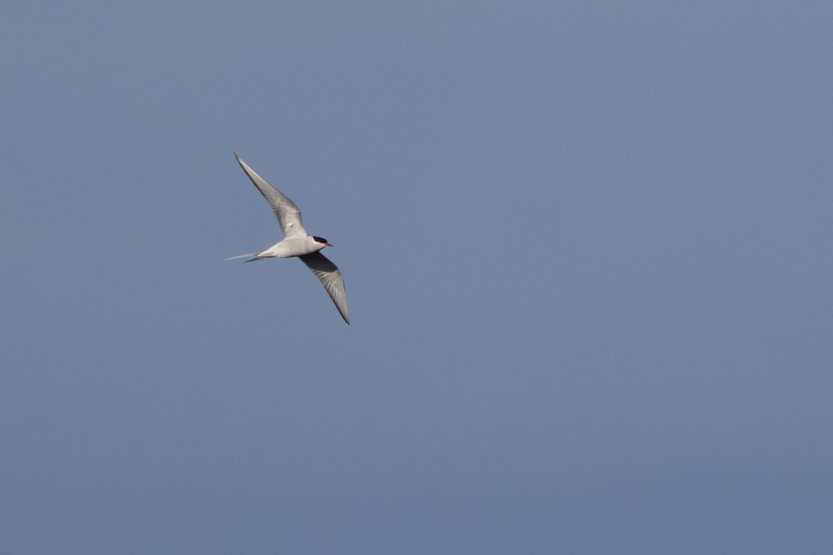 キョクアジサシ - ML646454908