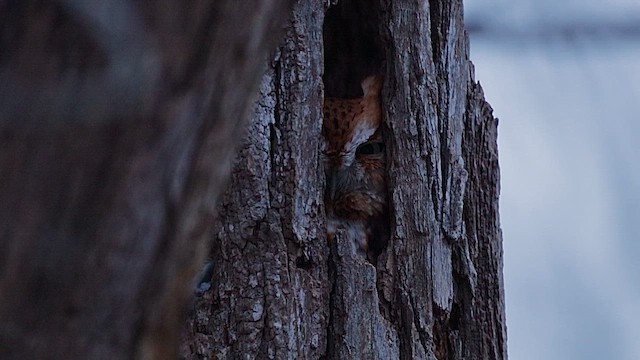 výreček americký - ML646454913