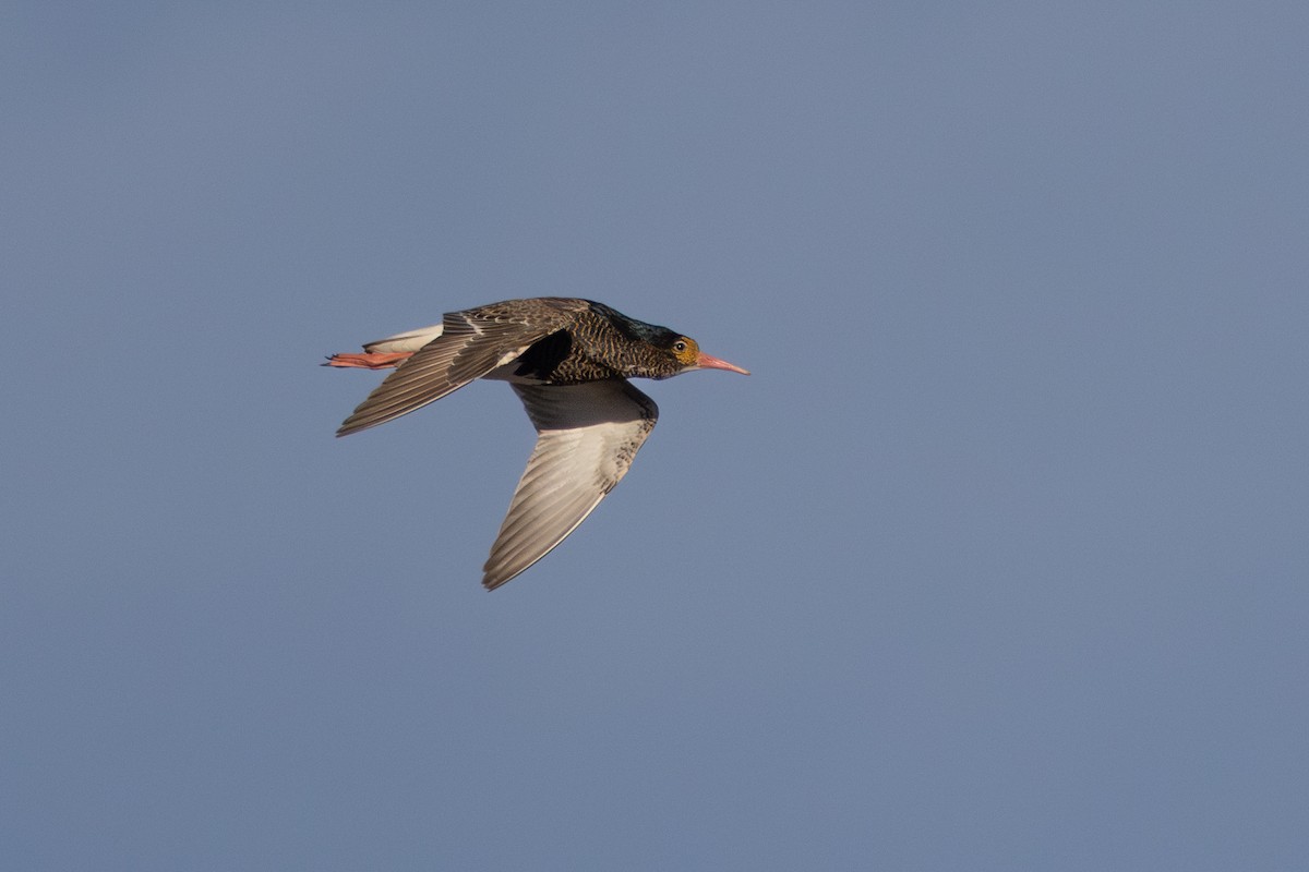 エリマキシギ - ML646454914