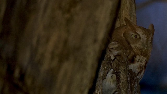 výreček americký - ML646454915