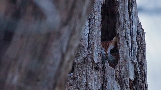 výreček americký - ML646454916