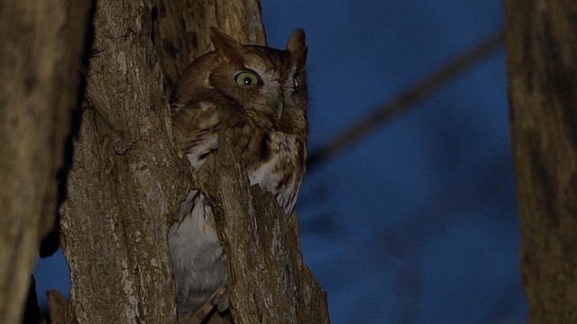 výreček americký - ML646454917