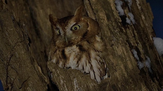 výreček americký - ML646454918