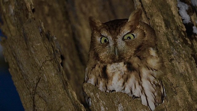 výreček americký - ML646454919