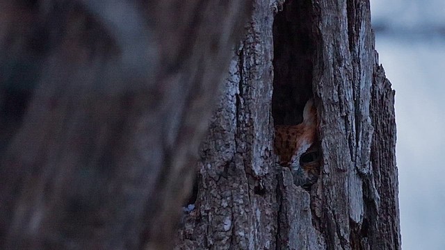 výreček americký - ML646454921