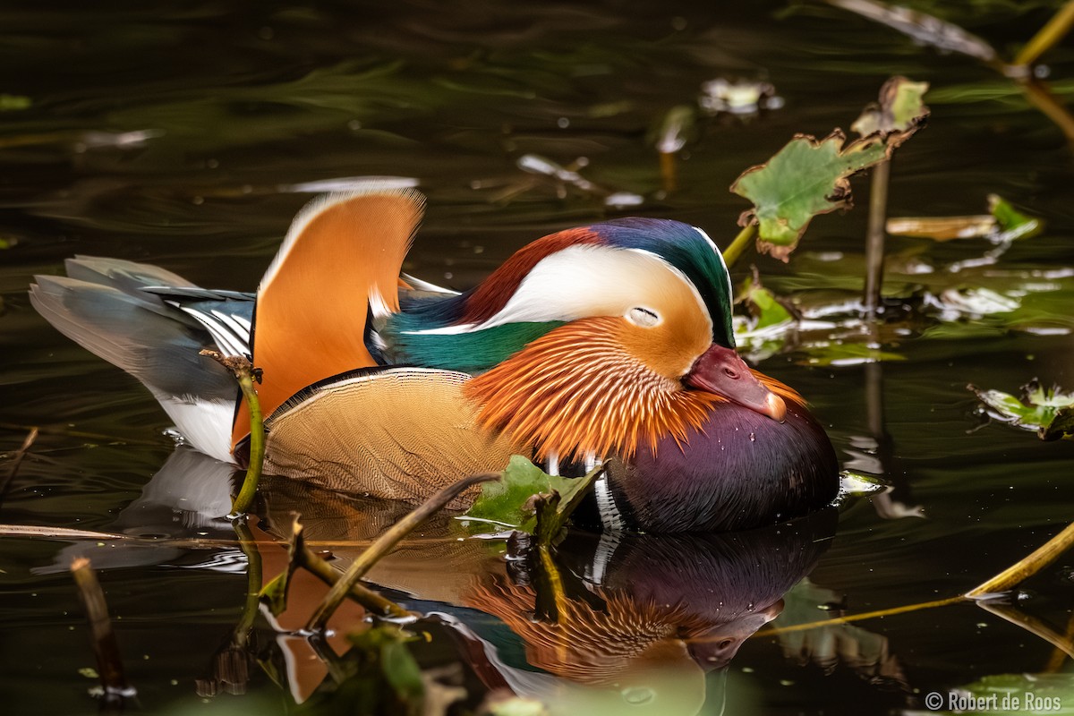 kachnička mandarínská - ML646454922