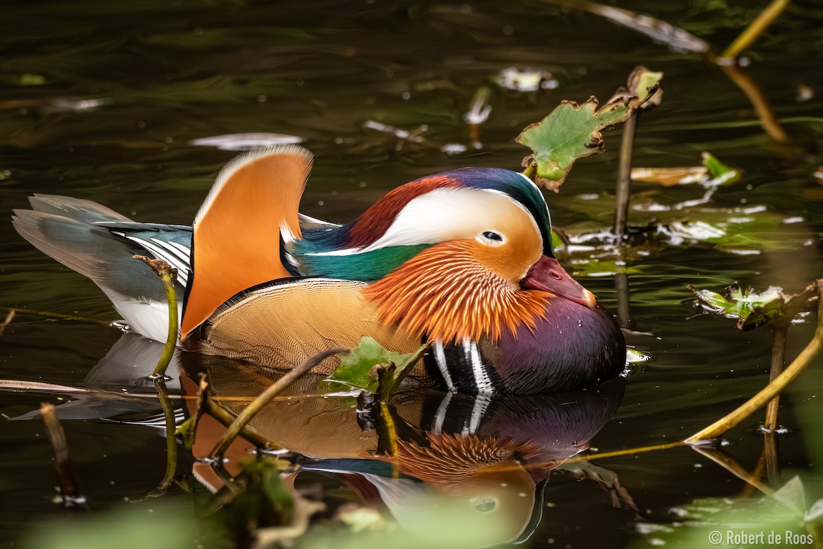 kachnička mandarínská - ML646454923