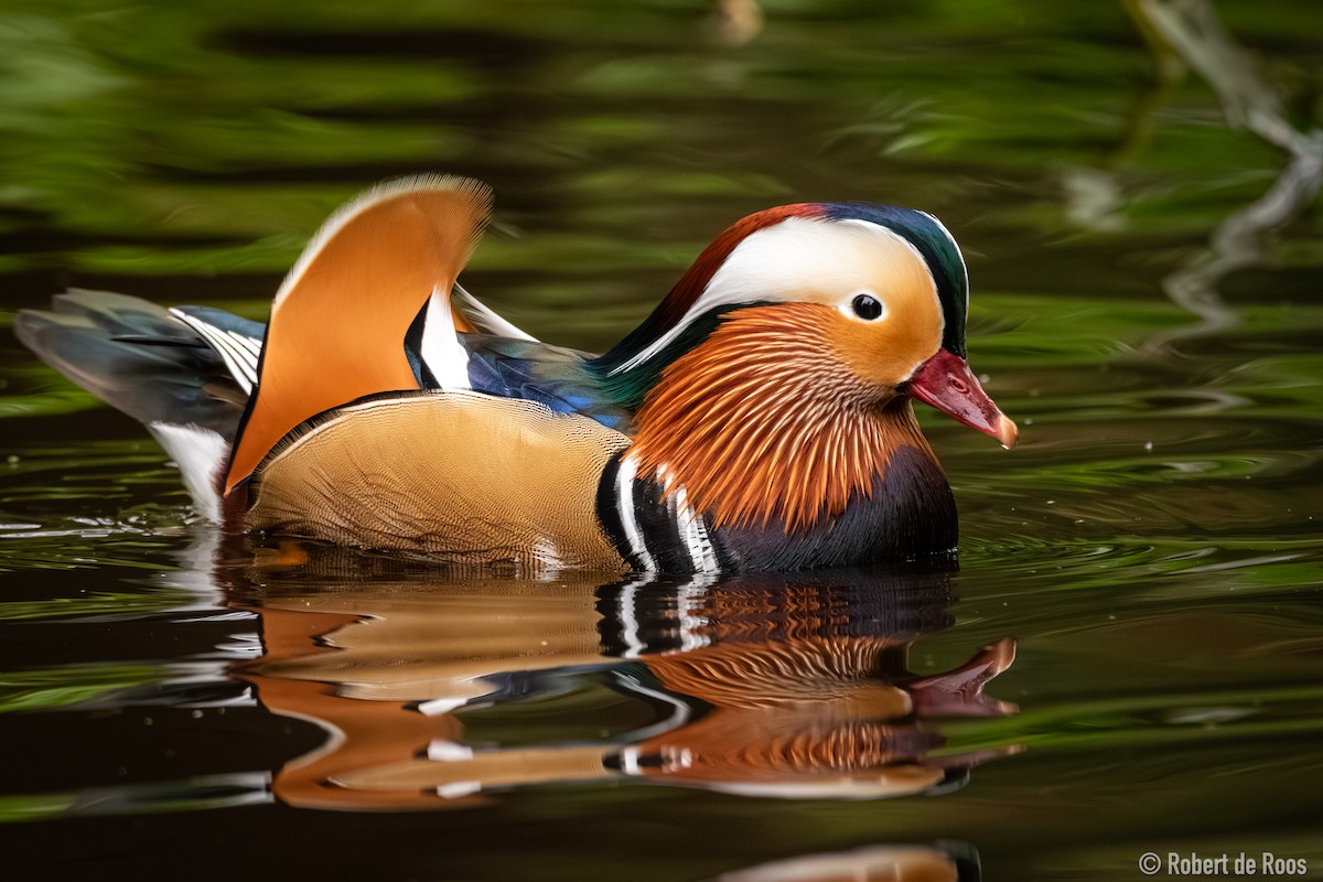 kachnička mandarínská - ML646454924