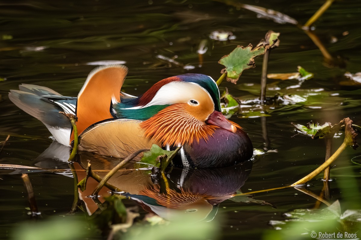 kachnička mandarínská - ML646454925