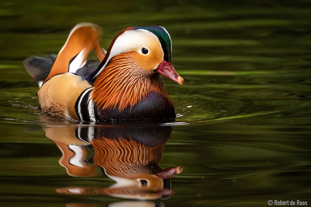 kachnička mandarínská - ML646454926