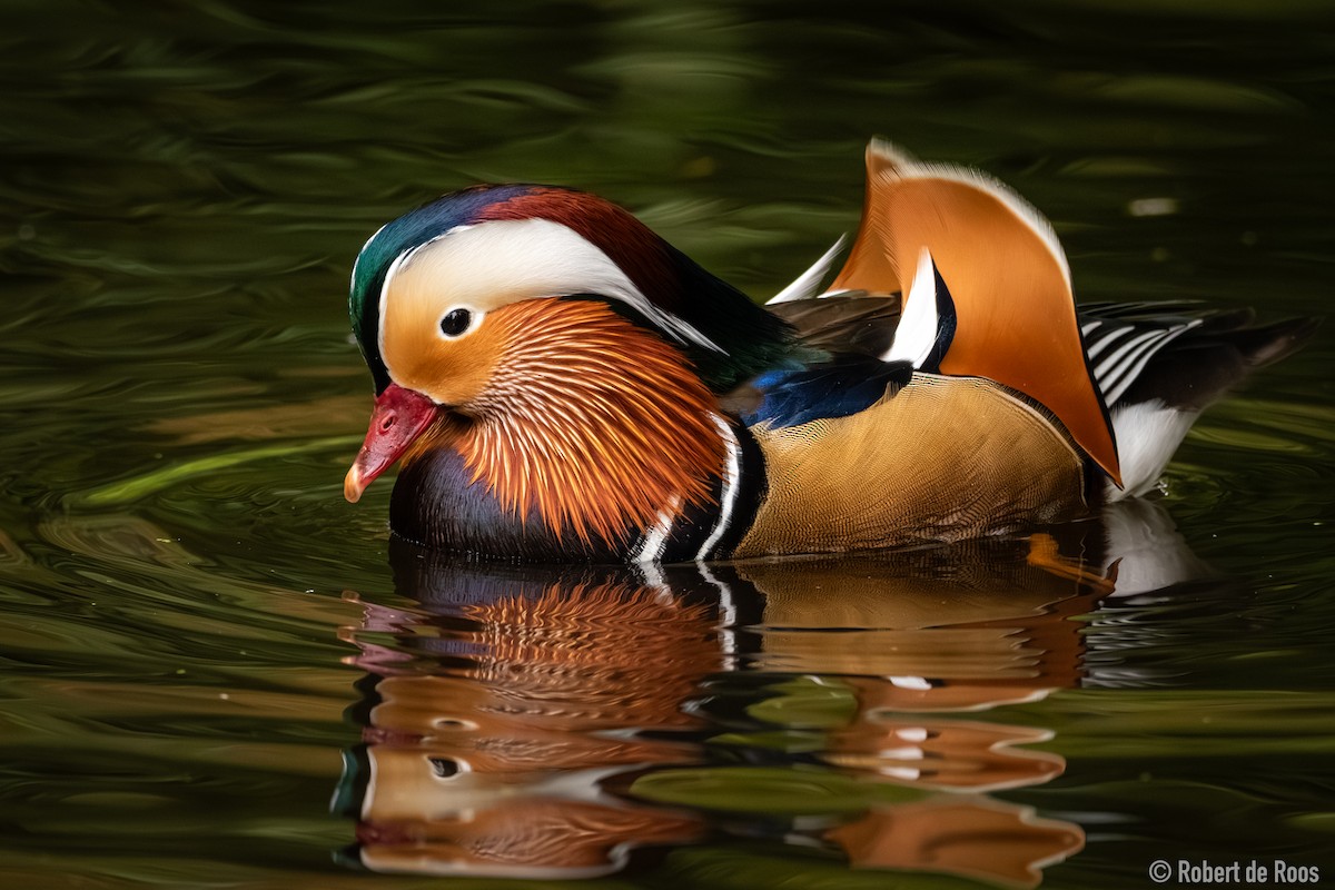 kachnička mandarínská - ML646454927