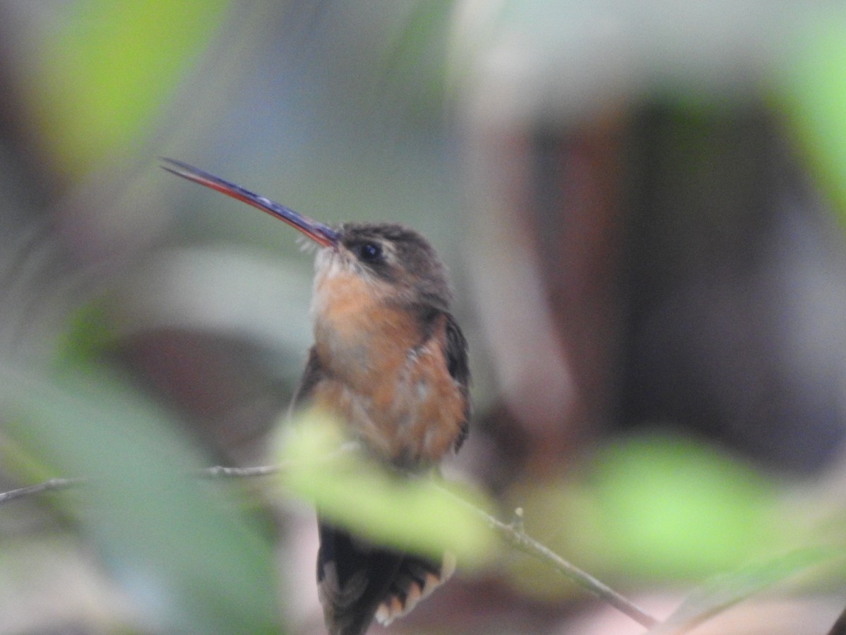 Straight-billed Hermit (bourcieri) - ML646454928