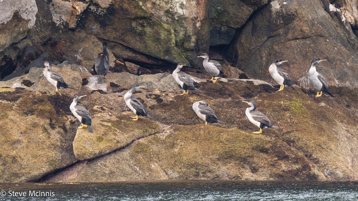 Parekareka Karabatağı - ML646454929