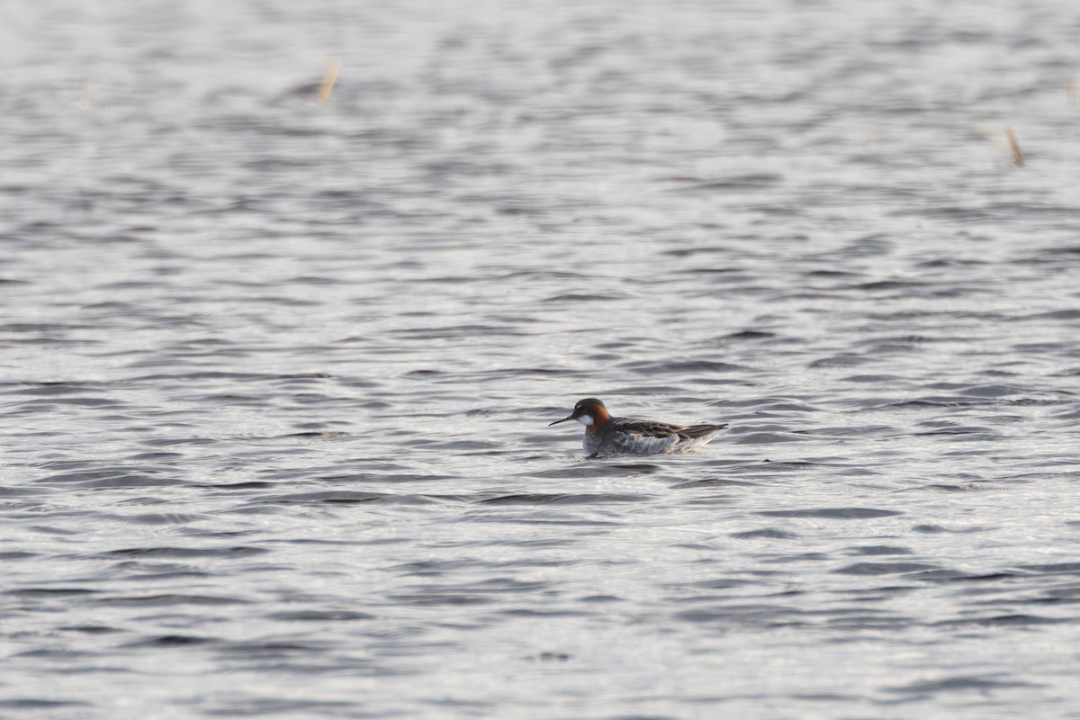 アカエリヒレアシシギ - ML646454935