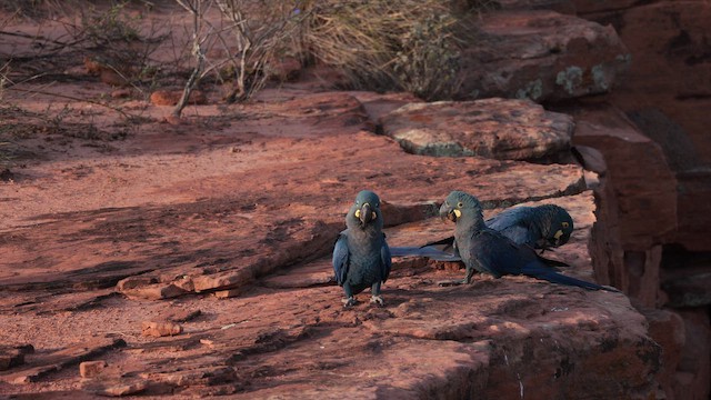 Indigo Macaw - ML646454936