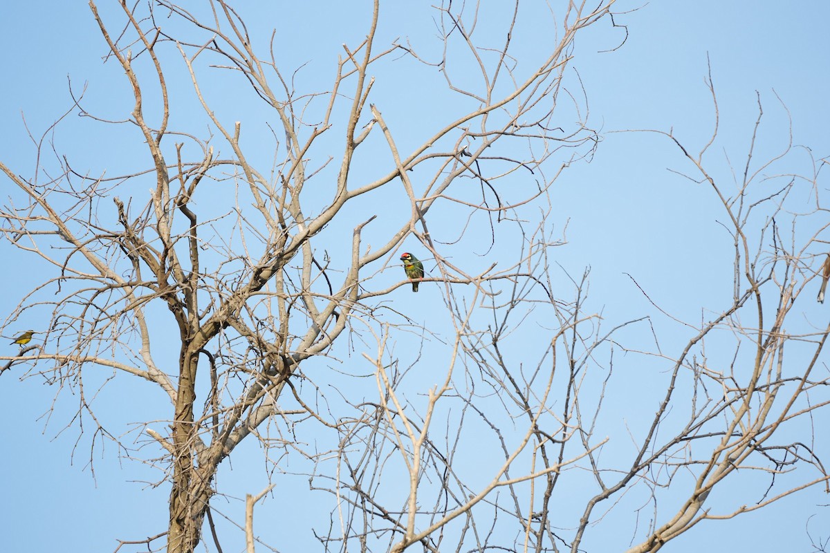 Coppersmith Barbet - ML646454937