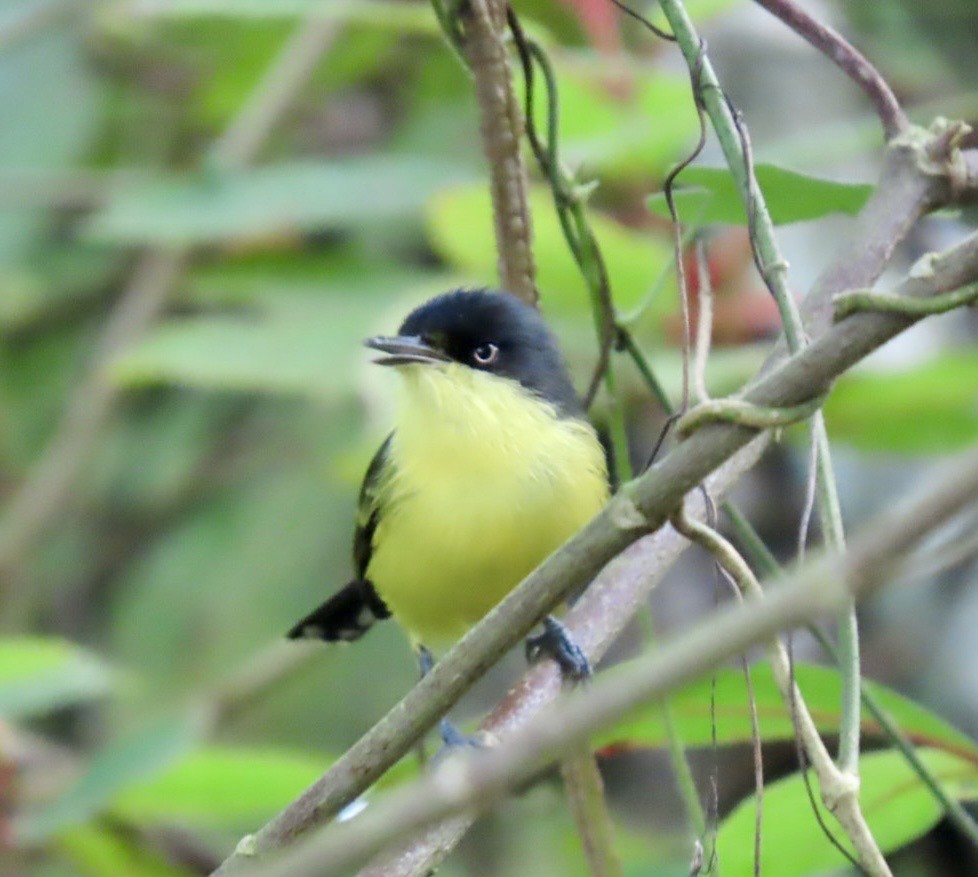 Common Tody-Flycatcher - ML646454940