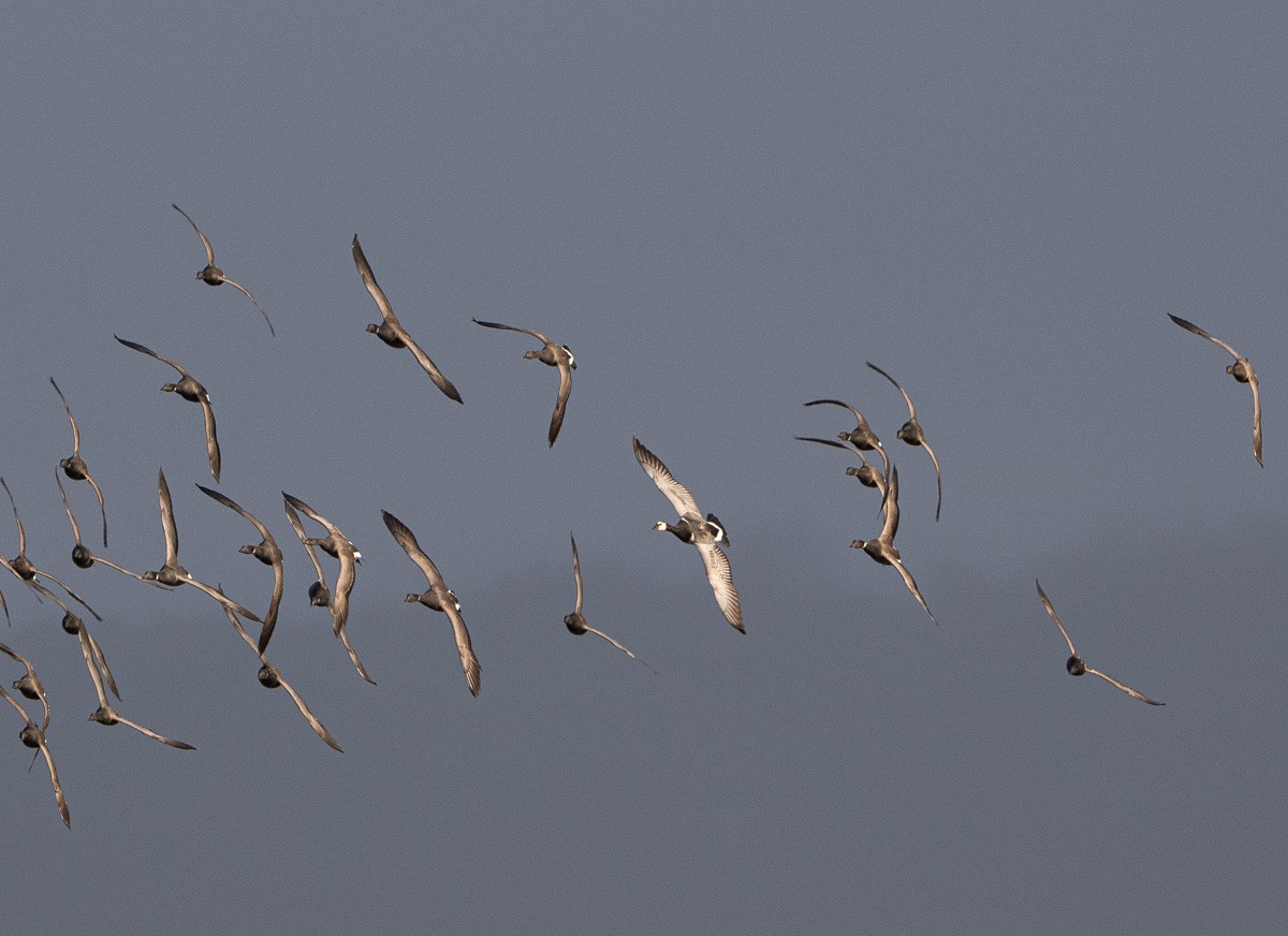 Barnacle Goose - ML646454941