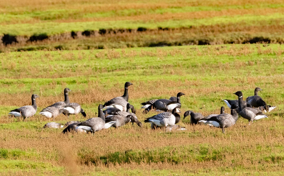Barnacle Goose - ML646454942