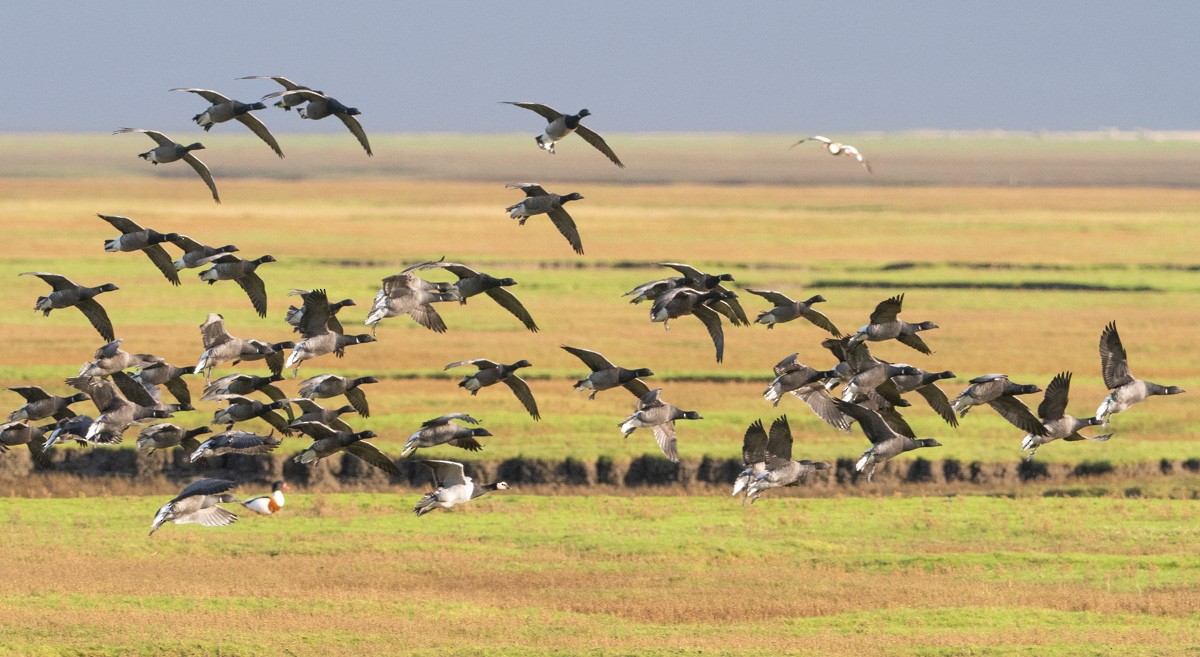 Barnacle Goose - ML646454943