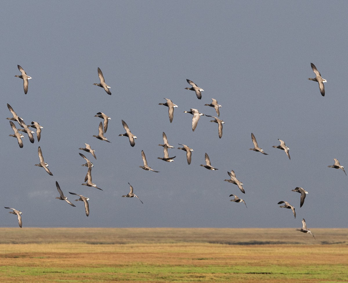 Barnacle Goose - ML646454944