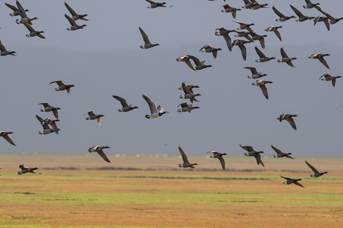 Barnacle Goose - ML646454945