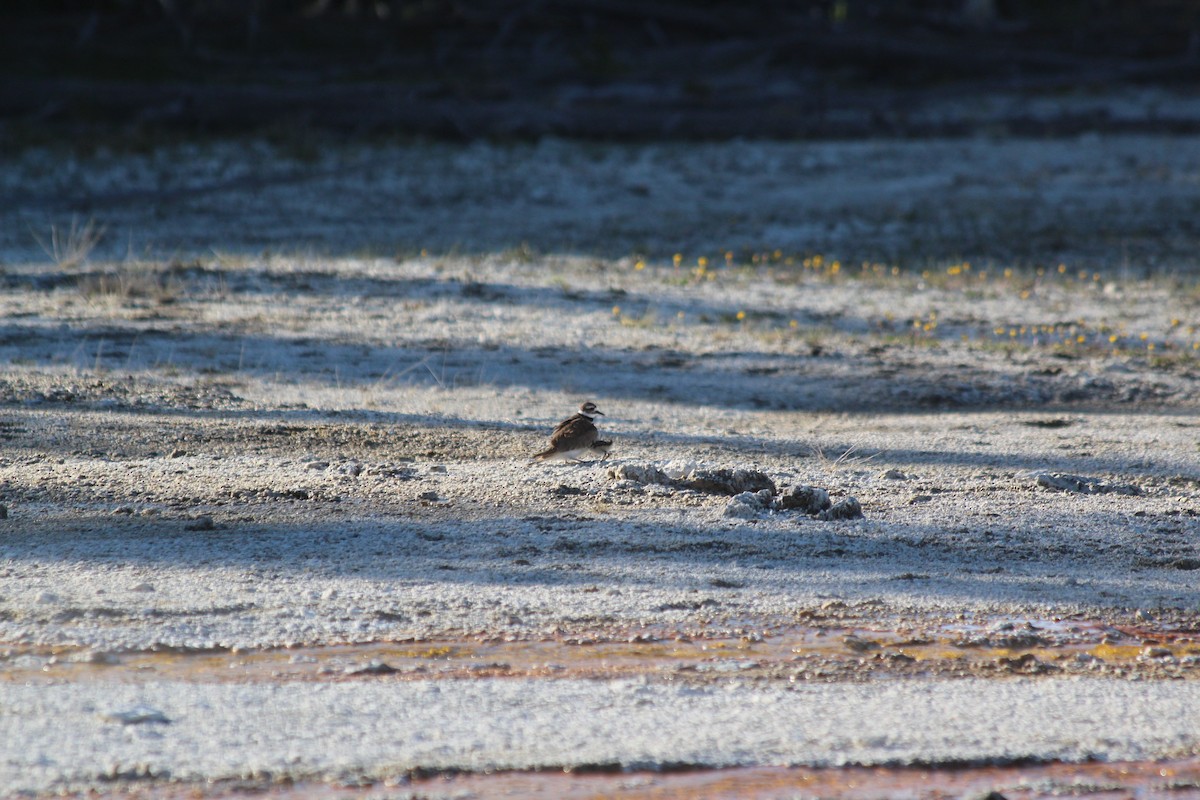 Killdeer - ML646454946