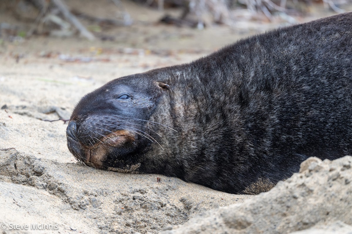 Long-nosed Fur Seal - ML646454947