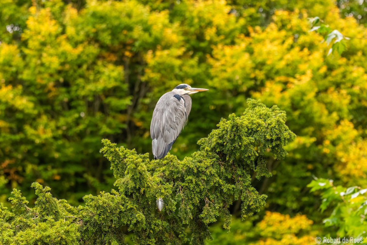 Gray Heron - ML646454948