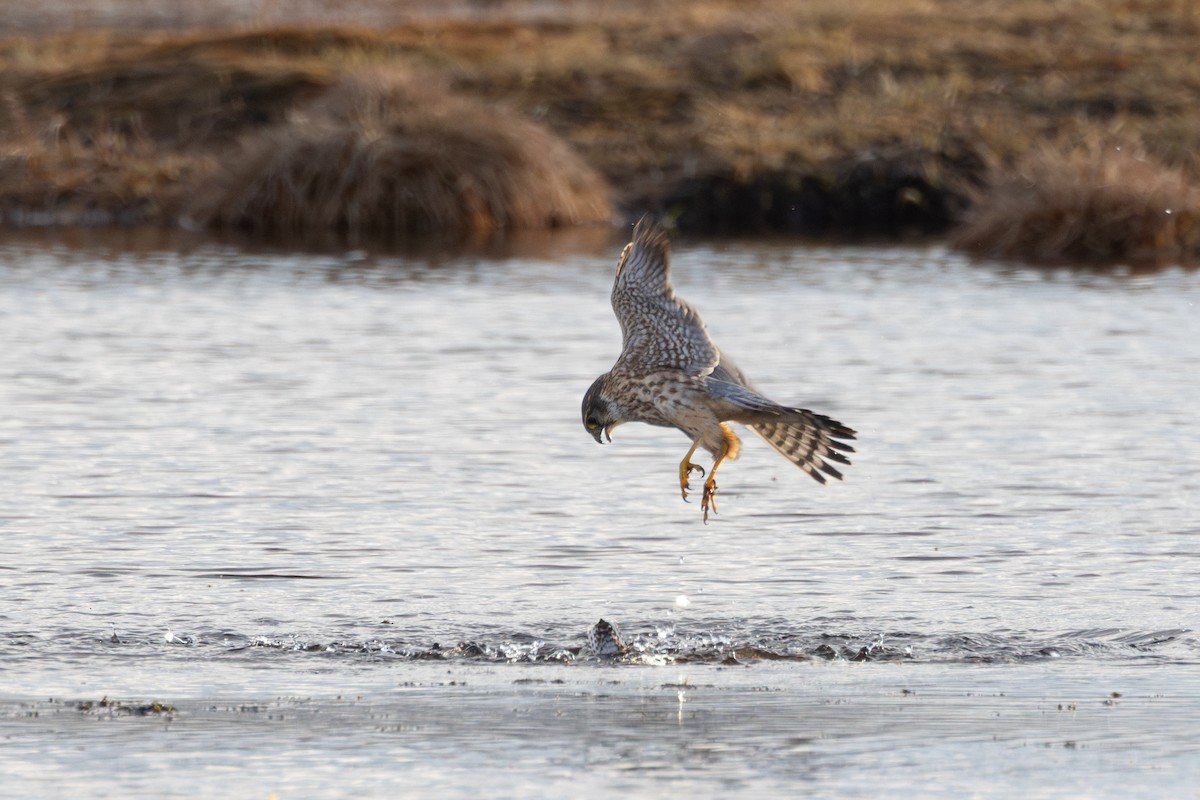 コチョウゲンボウ（aesalon グループ） - ML646454951