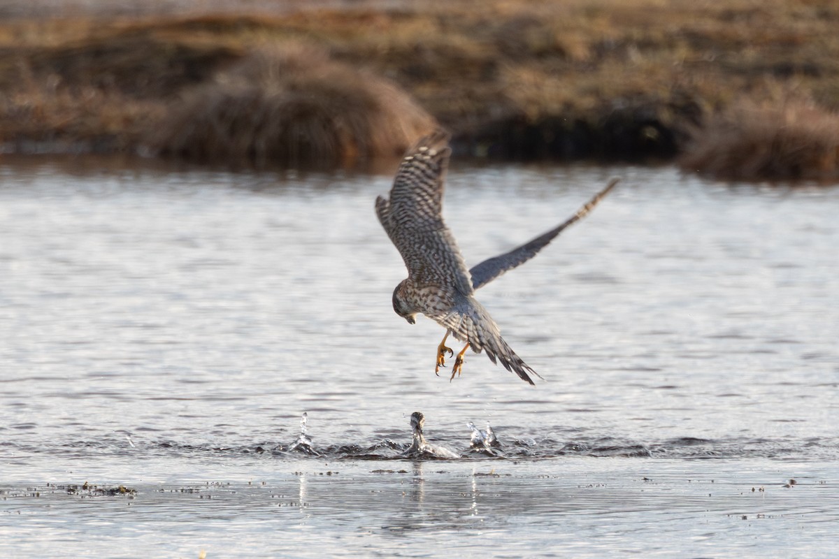 コチョウゲンボウ（aesalon グループ） - ML646454952