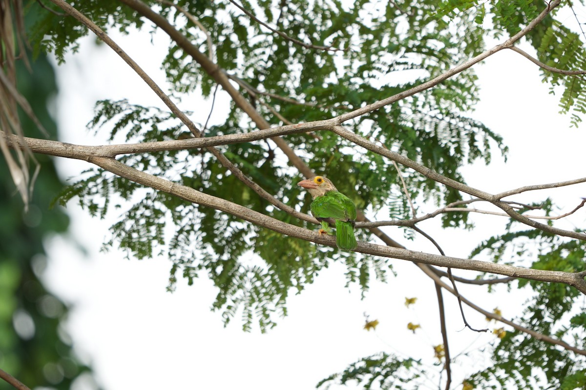 Lineated Barbet - ML646454955