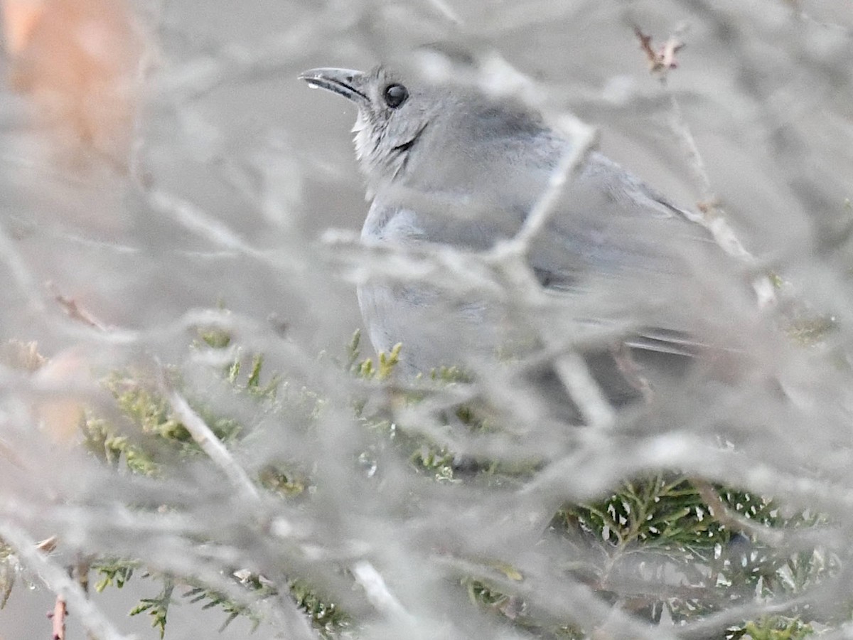 drozdec černohlavý - ML646454956