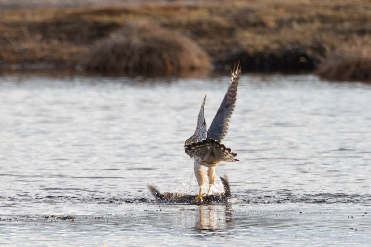コチョウゲンボウ（aesalon グループ） - ML646454957